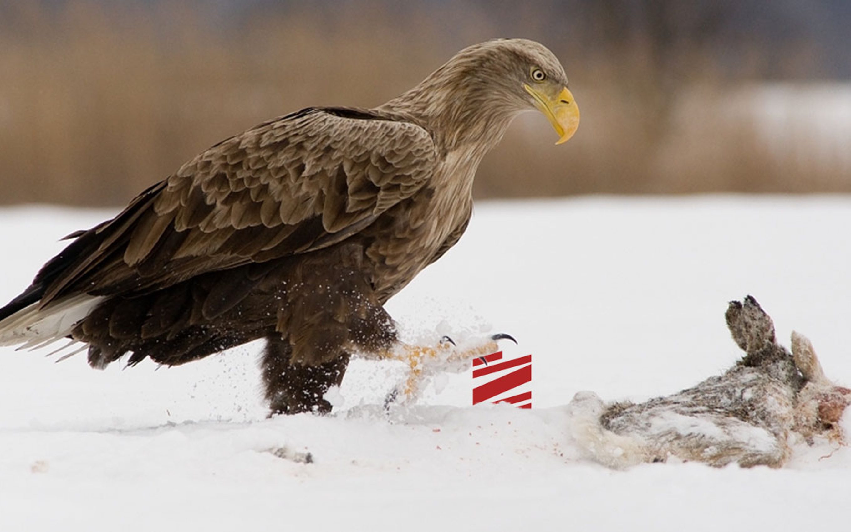 O logozie i miłości do Orła.