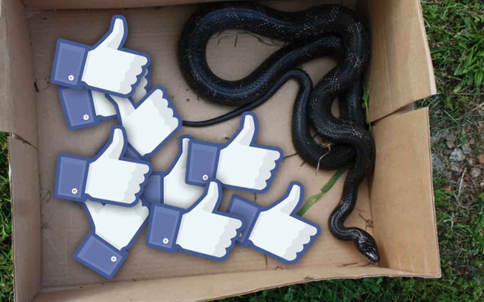 Wąż w pudełeczku z lajkami