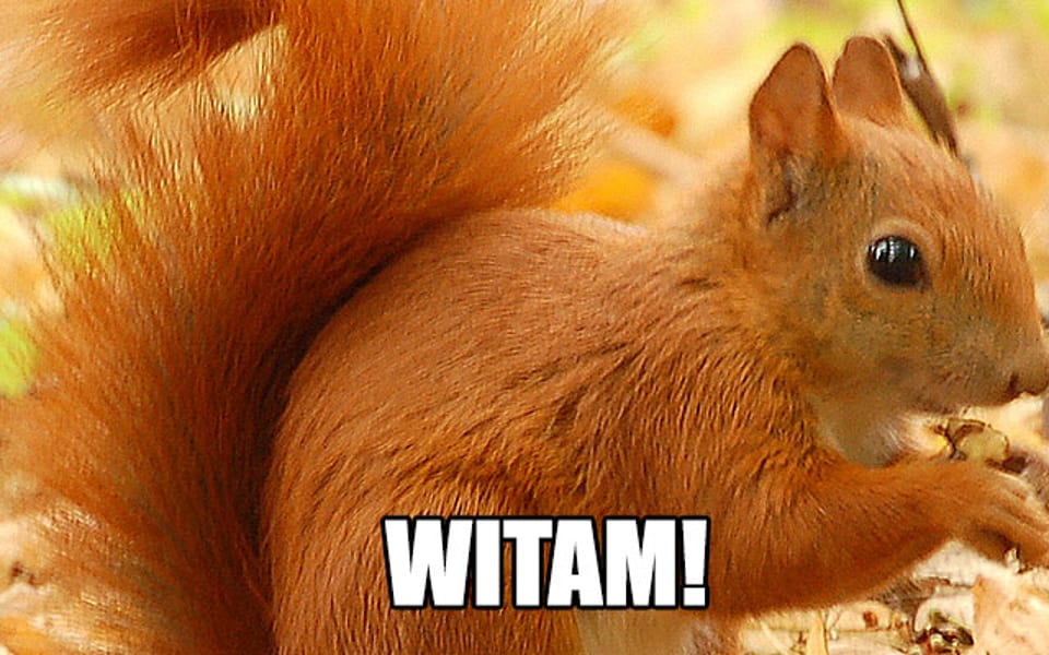 Żałosny ból orzeszka