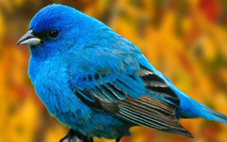 O tym jak polubiłem Twittera