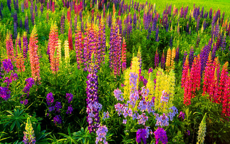 Czy na pewno chcesz być człowiekiem-łubinem? :)