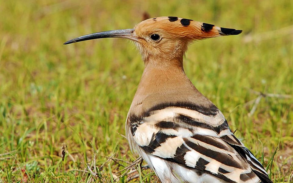 Nie dam wystrychnąć się na Dudę