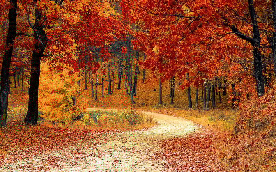 Dlaczego skręciłem w lewo?