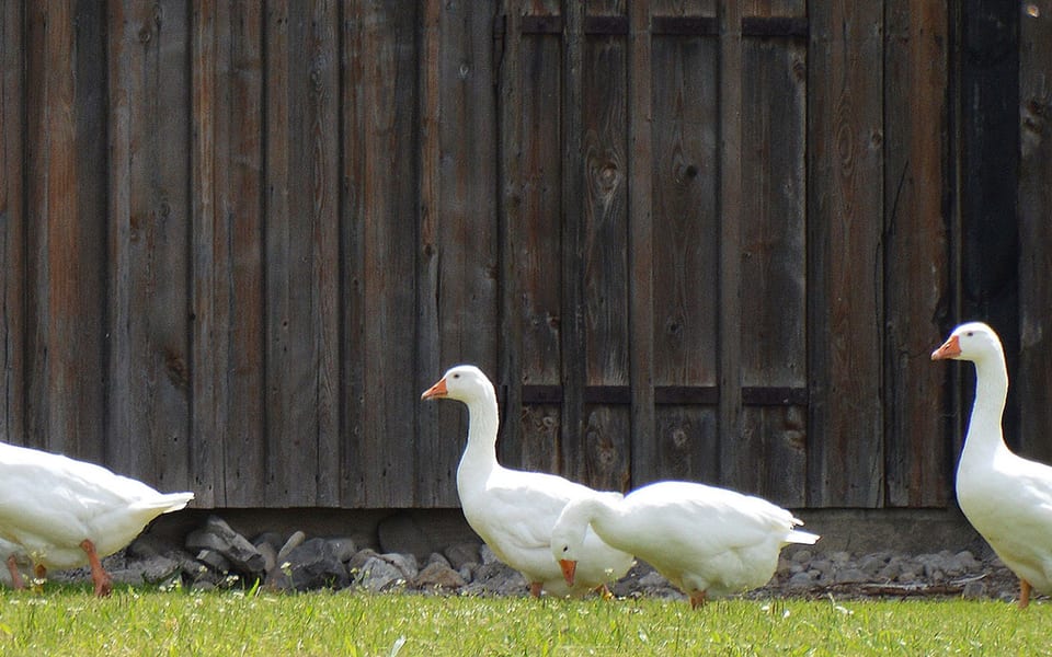 Będę deklinował obce nazwy i co mi możecie zrobić!