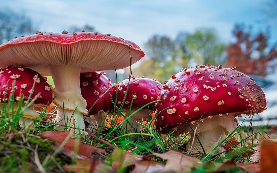 O GMO, opryskach, fejkniusach i chłopskim rozumie